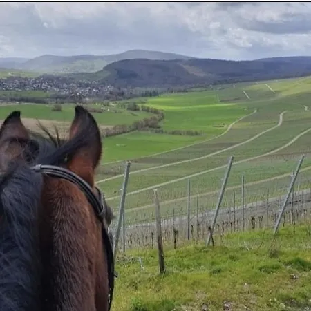 住宿加早餐酒店 Sometimes Gehaichnishof 7born *
