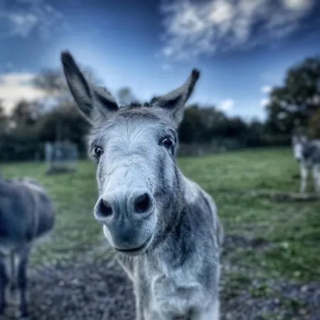 Sometimes Gehaichnishof 7born 马林诺维德