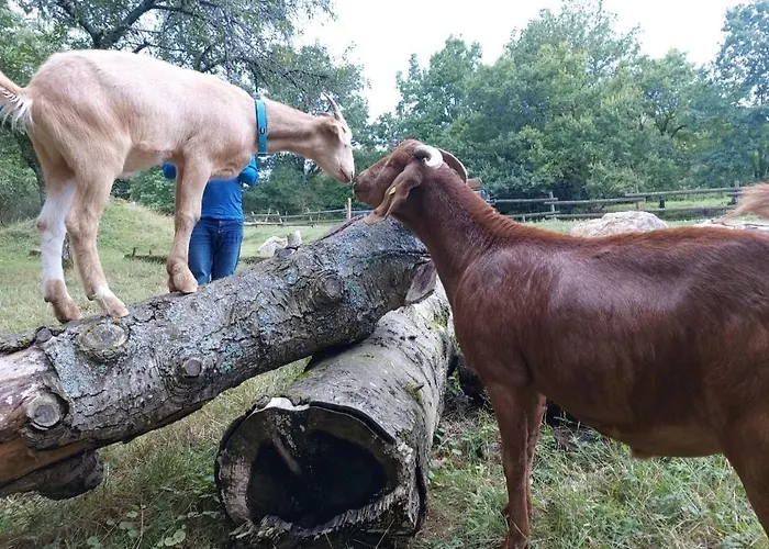 Sometimes Gehaichnishof 7born * Maring-Noviand