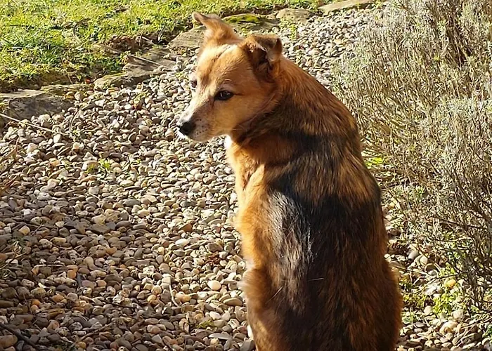 Sometimes Gehaichnishof 7born Maring-Noviand