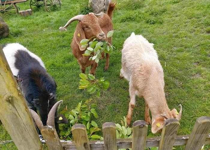 Sometimes Gehaichnishof 7born * Maring-Noviand